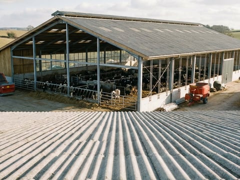 Stalldach mit grauen Faserzement-Wellplatten