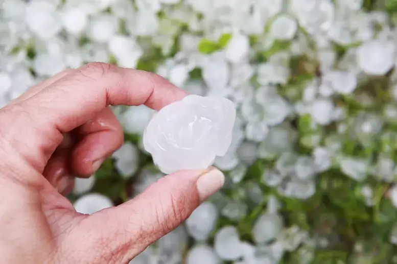 Hand hält ein großes Hagelkorn vor einer mit Hagel bedeckten Fläche